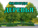 Игра Филворды: Деревья Игра Филворды: Деревья