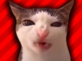 Игра Пять Ночей с Котами Игра Пять Ночей с Котами