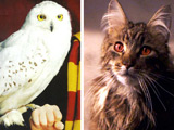 Test: What Will be Your Hogwarts Pet? Test: What Will be Your Hogwarts Pet?